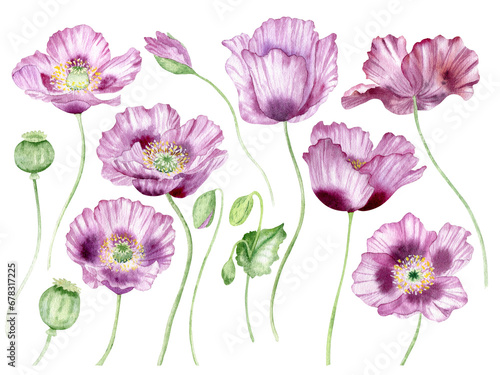 Watercolor pink poppies flowers