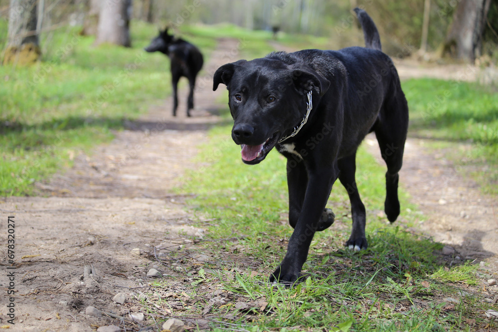 A large black dog walks in the yard with another dog in the background.