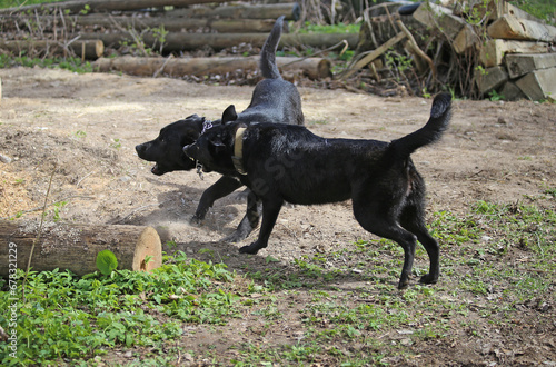 Two big black dogs are playing in the yard.