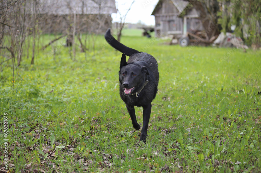 A big black dog is walking in the yard. A big black dog is walking in the yard.