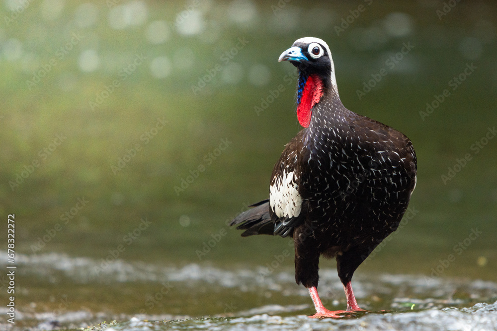 Obraz premium red billed hornbill