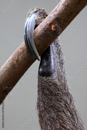 Linnaeus's two-toed sloth (Choloepus didactylus) claw in wildlife, close-up photo