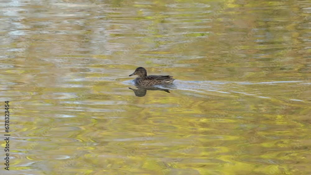 Eurasian Green-winged Teal in natural ambient, female (Anas crecca) - (4K) Eurasian Green-winged Teal in natural ambient, female (Anas crecca) - (4K)