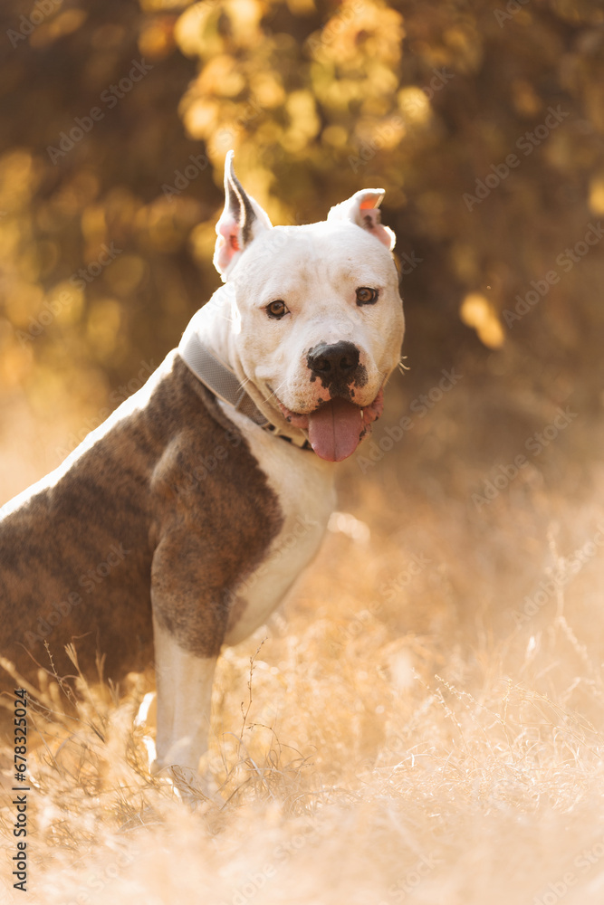 Portrait of a smiling American Staffordshire Terrier against the background of an autumn forest. Cozy natural atmosphere. Best friend for people Pet frendly concept