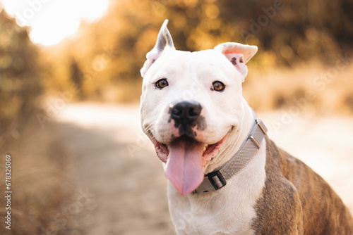 Portrait of a smiling American Staffordshire Terrier against the background of an autumn forest. Cozy natural atmosphere. Best friend for people Pet frendly concept photo