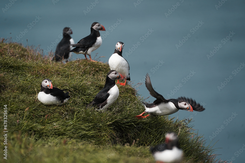 Puffins on Foroe Island (Mykines) Puffins on Foroe Island (Mykines)