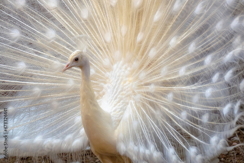 White peacock with open wings