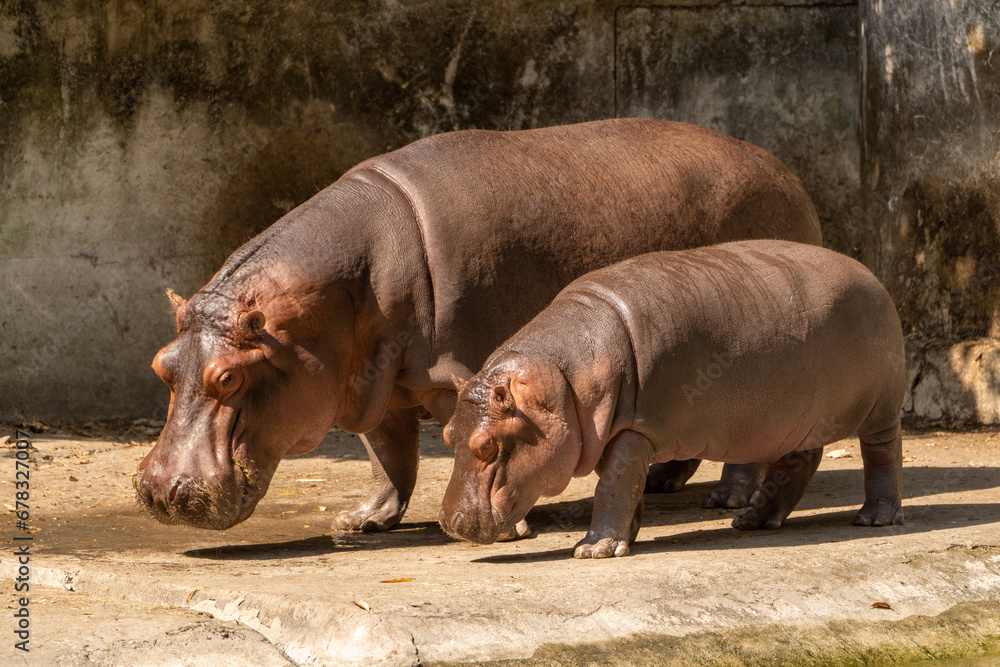 Adult & child hippo Adult & child hippo