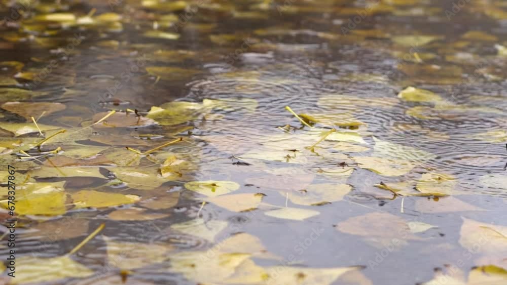 Close up view of a puddle full of yellow automn fallen leaves with a raindrops on a surface under the rain Close up view of a puddle full of yellow automn fallen leaves with a raindrops on a surface under the rain