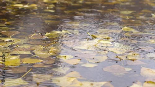 Close up view of a puddle full of yellow  automn fallen leaves with a raindrops on a surface under the rain