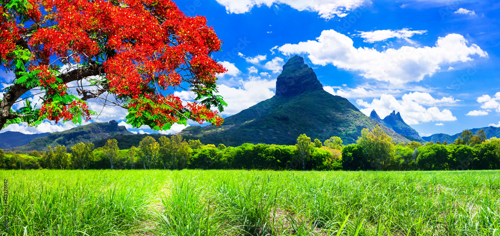 Fototapeta premium Beautiful mountain landscapes of Mauritius island with famous red floral 