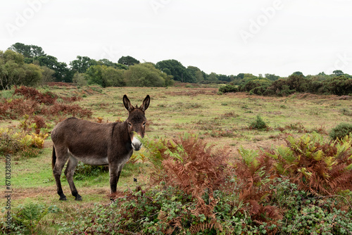 Wild donkey in the forest