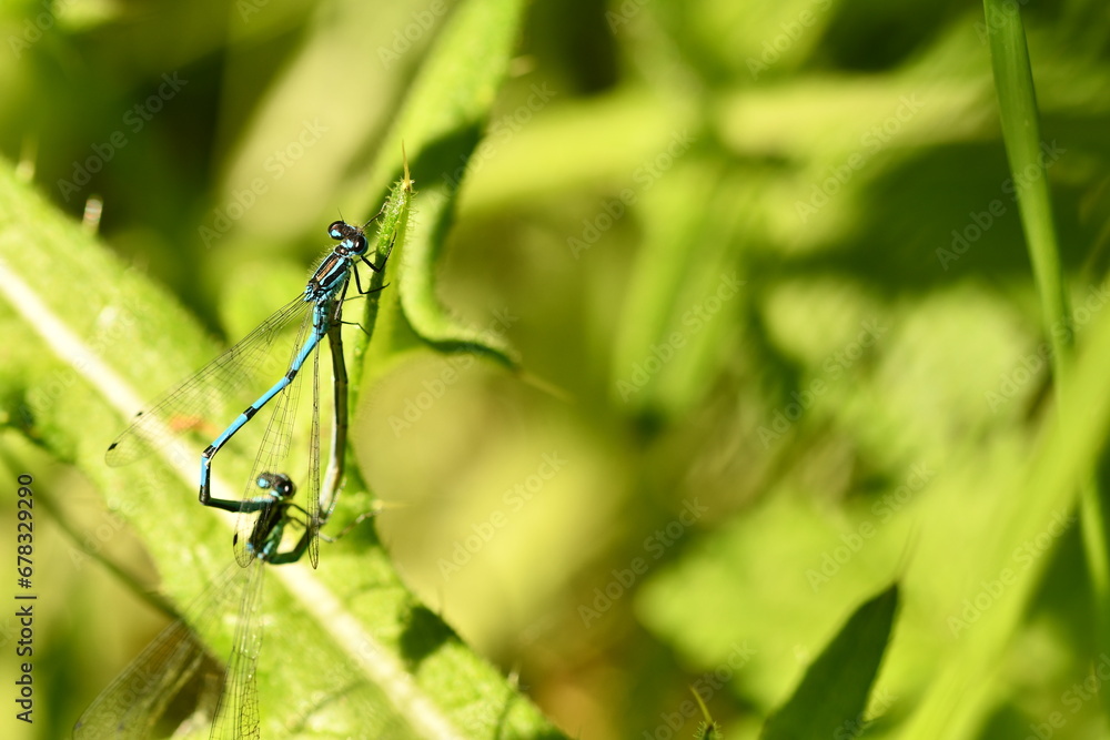 azure damselfly azure damselfly