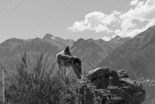 Border collie dans le canyon de Colca au Pérou