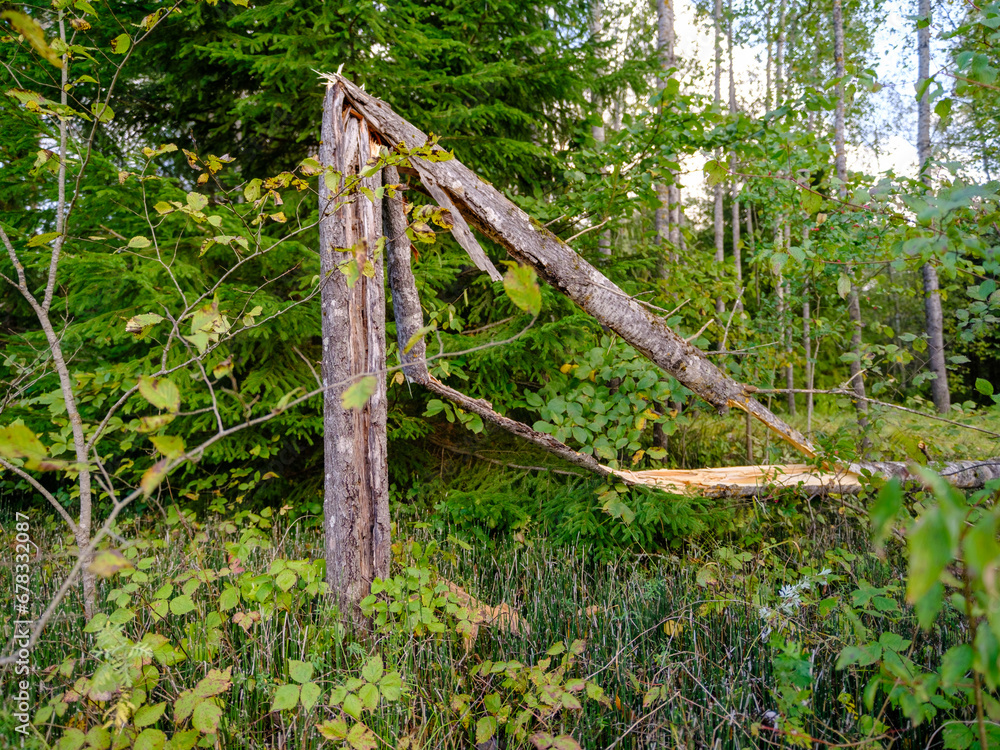 A small tree broke during the storm. Summer storm time in Latvian forest. A small tree broke during the storm. Summer storm time in Latvian forest.
