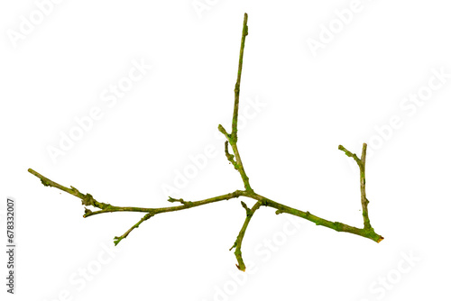 dry twig on white isolated background