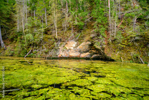 Ancient red sandstone cliffs in Latvia. Old river tributary with green aquatic plants