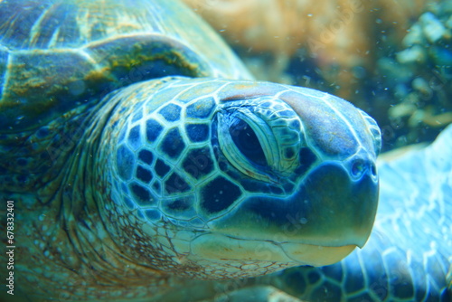 Green Sea Turtle © Felix