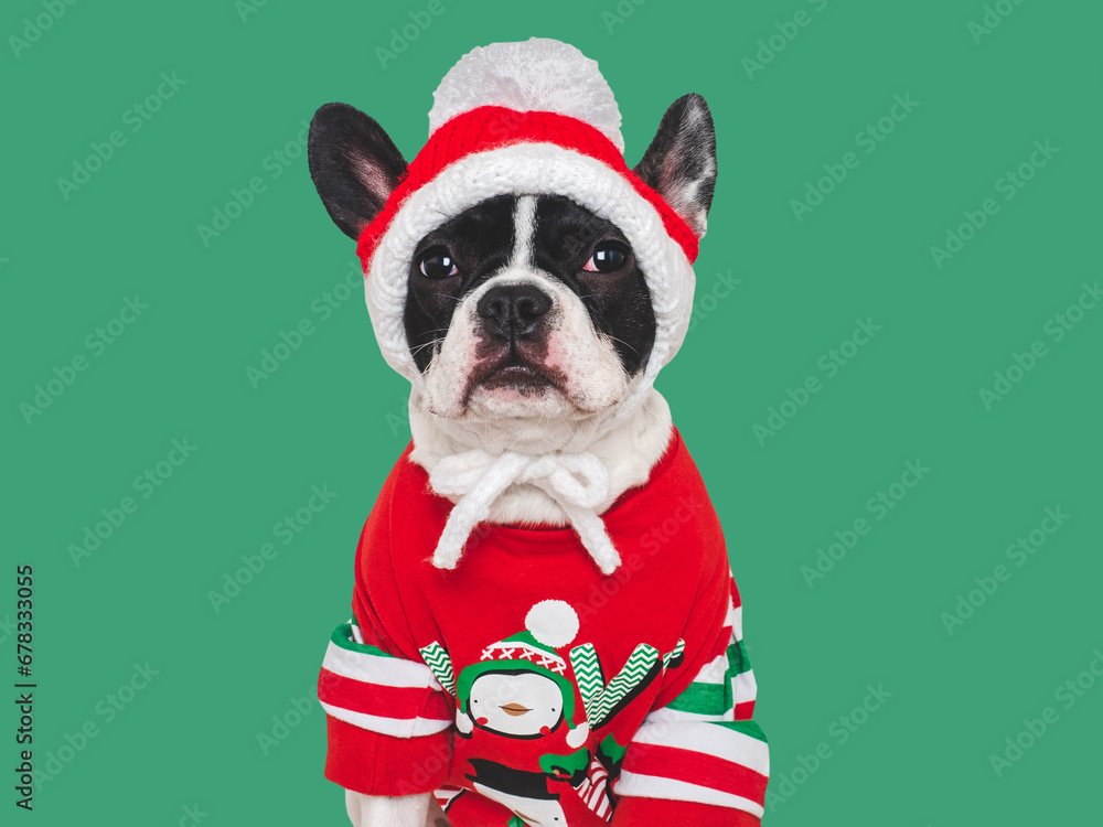 Lovable puppy and knitted sweater with Christmas patterns. Close-up, indoors. Day light, studio shot. Congratulations for family, relatives, loved ones, friends and colleagues. Pets care concept Lovable puppy and knitted sweater with Christmas patterns. Close-up, indoors. Day light, studio shot. Congratulations for family, relatives, loved ones, friends and colleagues. Pets care concept