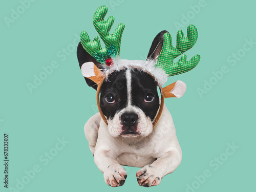 Lovable puppy and Christmas reindeer antlers. Close-up, indoors. Day light, studio shot. Congratulations for family, relatives, loved ones, friends and colleagues. Pets care concept © Svetlana