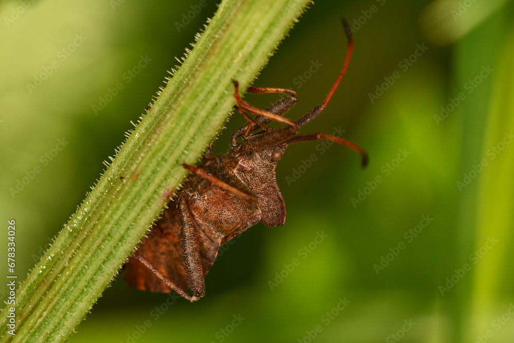 Coreidae, Leaf-footed bug, insects, macro photography Coreidae, Leaf-footed bug, insects, macro photography