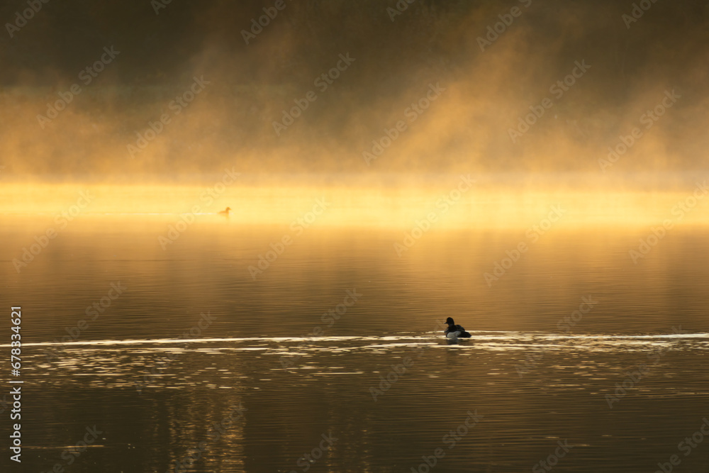 Fototapeta premium Coot in the mist during sunrise. The sun has just risen, casting a golden hue over the mist above the water surface. Remnants of a cold autumn night are still visible in the form of a layer of mist.