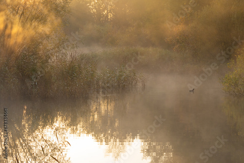 Coot in the mist during sunrise. This coot, like me, is enjoying the moment and this peaceful start to the day.