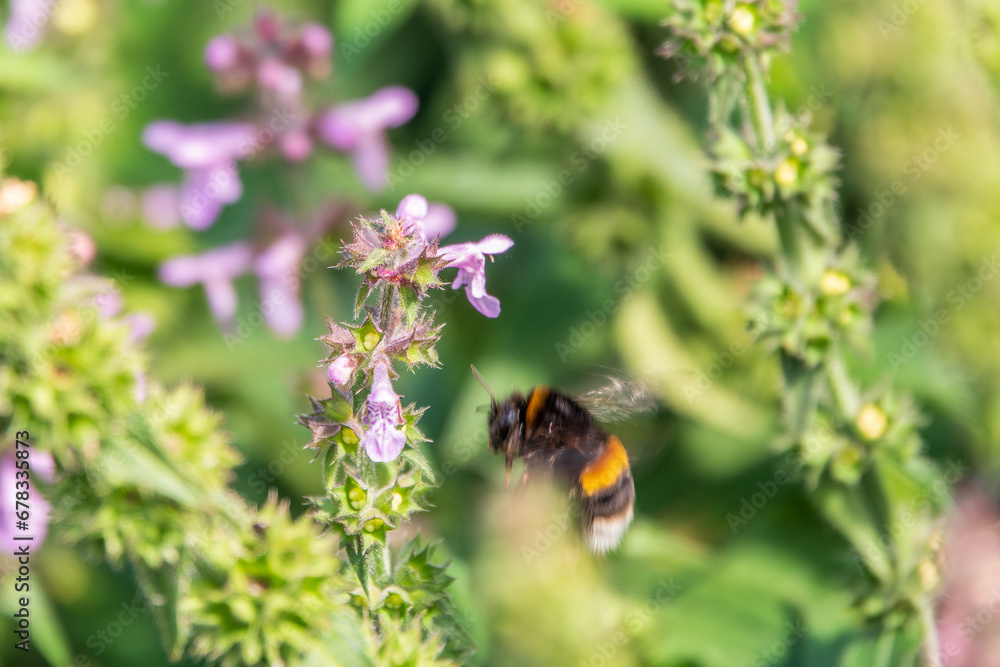 A bee collects pollen on Purple Betony flowers or Betony, Wood Betony, Bishopwort, Bishop's Wort. A bee collects pollen on Purple Betony flowers or Betony, Wood Betony, Bishopwort, Bishop's Wort.