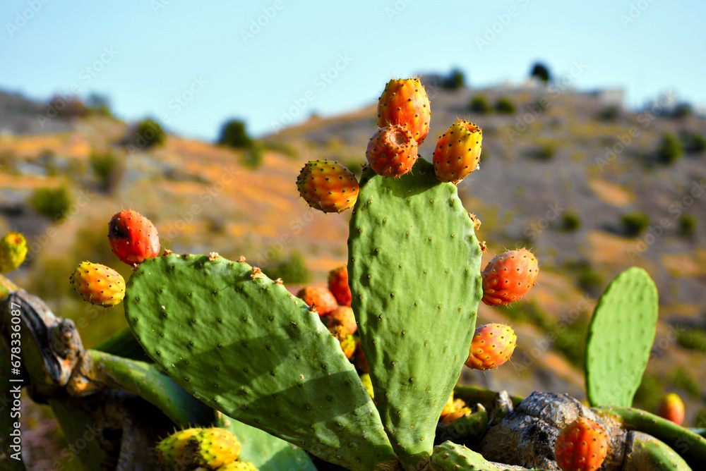 prickly pear in pentedattilo calabria italy prickly pear in pentedattilo calabria italy