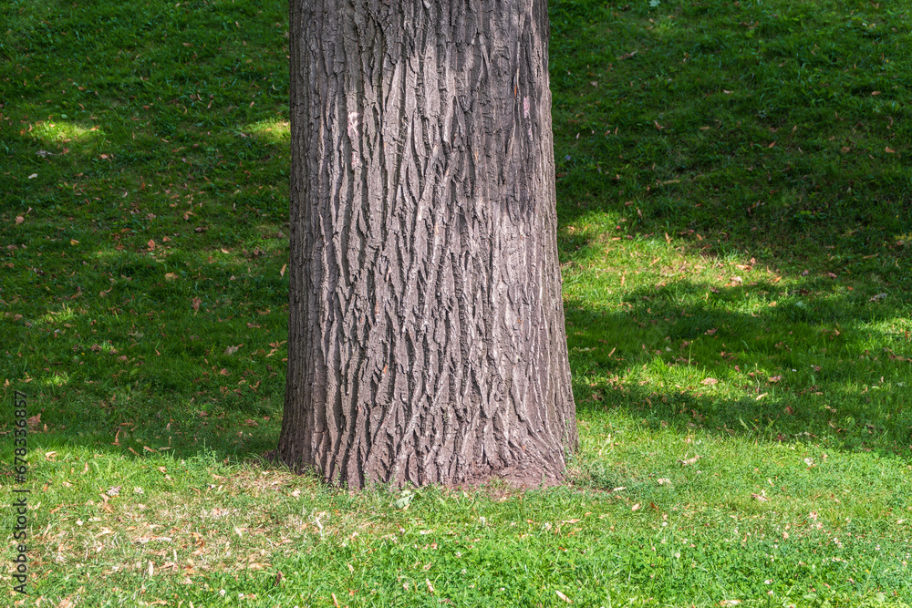 The base of the trunk of an old oak tree in autumn park. The base of the trunk of an old oak tree in autumn park.