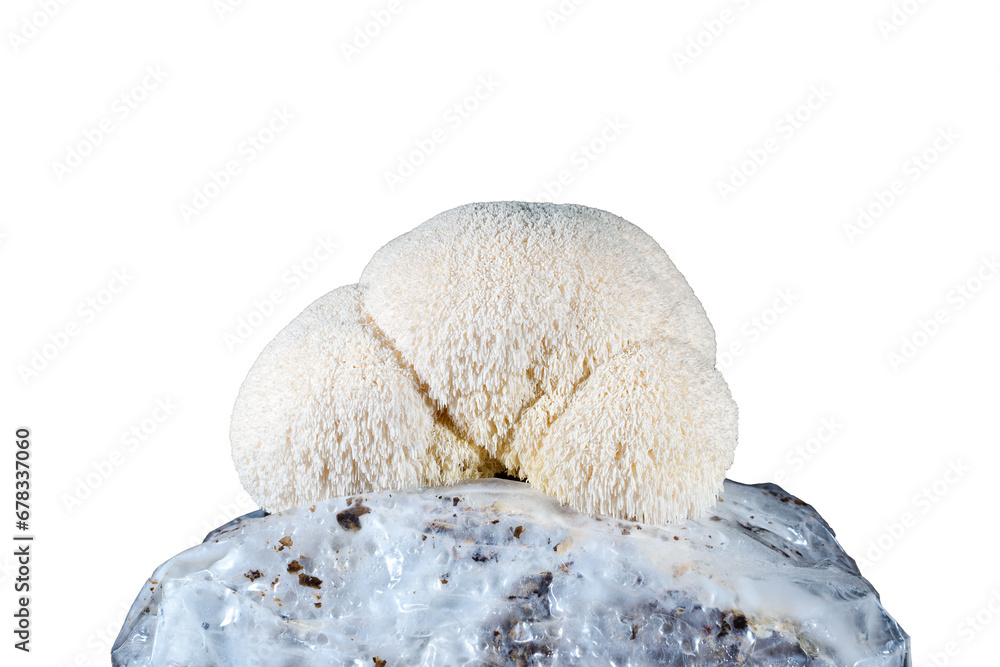 Заголовок: Mycelium substrate with Hericium erinaceus mushroom (lion's mane mushroom) growing kit, fungi culture