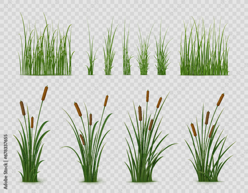 Realistic reed, sedge and grass or green plant leaves, isolated vector on transparent background. Realistic reed, pond or river nature, swamp sedge and lake grass for summer garden landscape - obrazy, fototapety, plakaty 