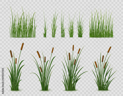 Photo Realistic reed, sedge and grass or green plant leaves, isolated vector on transparent background