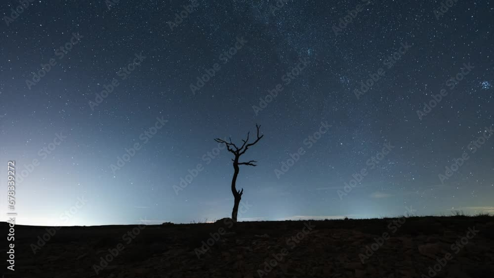 Timelapse arbol seco con estrellas