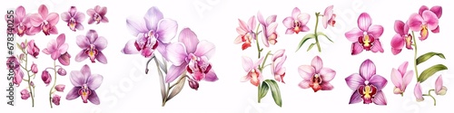 A watercolour illustration of an orchid  isolated against a white background.