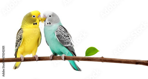 two parakeets couple in isolated background photo