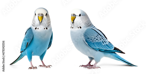 blue parakeet portrait on isolated background photo
