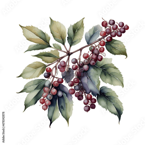 holly berries isolated on white photo