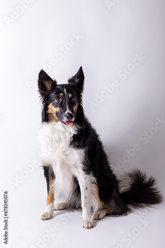 Border Collie
