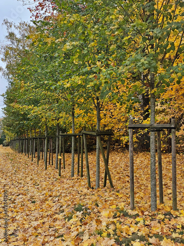 Sidewalk near Julianowski Park in Lodz covered with fallen yellow leaves on a cloudy autumn morning, Lodz, Poland.