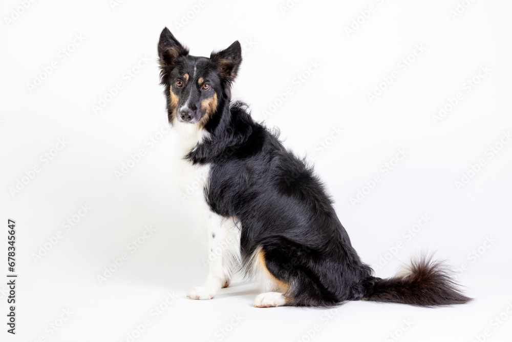 Border Collie Border Collie