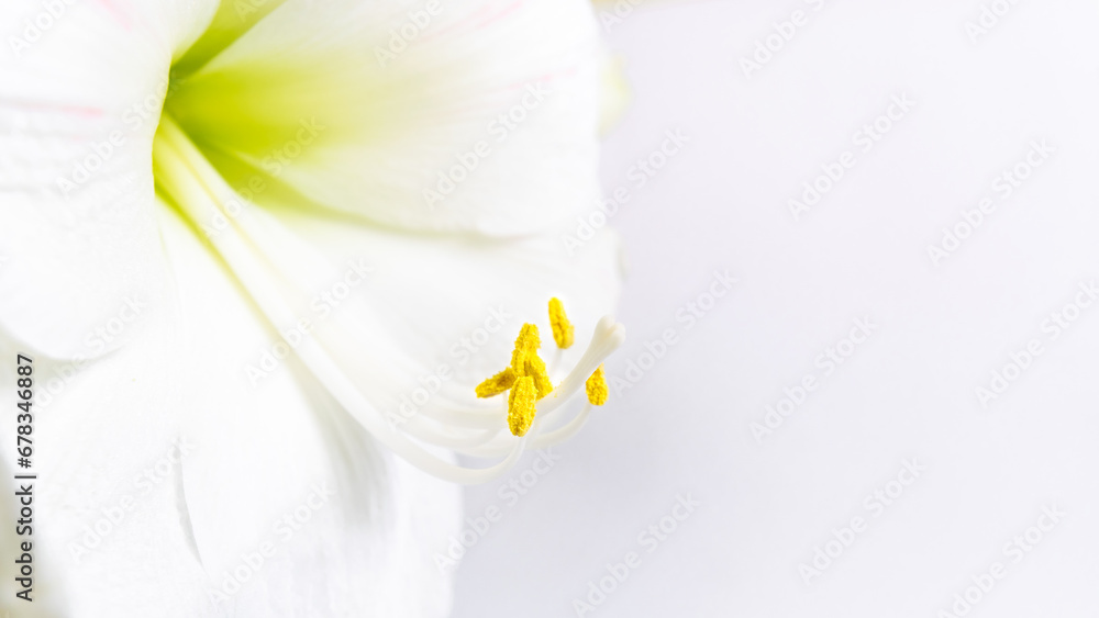 Beautiful white lily flower close up. Pistil and stamens covered with pollen. Macro. White background. Beautiful white lily flower close up. Pistil and stamens covered with pollen. Macro. White background.