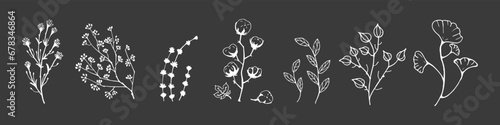 White line Vector Dry Herbs, Dried Flowers. Natural medicine illustration. Cotton, leaves and twigs