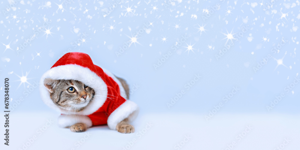 Cat Santa Claus. Studio portrait of Christmas Cat .Snow Cat Santa Claus. Studio portrait of Christmas Cat .Snow