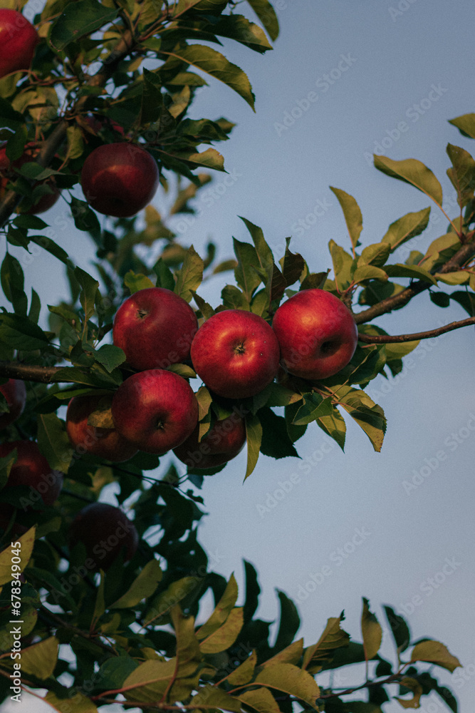apples on tree. red apples on a tree. red apples on a branch against the sky apples on tree. red apples on a tree. red apples on a branch against the sky