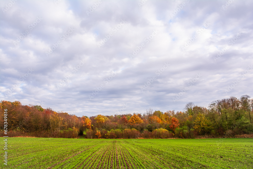 Picturesque autumn landscape with rows of young shoots of wheat and forest in autumn colors