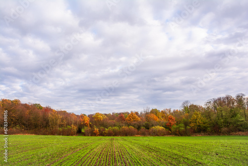 Picturesque autumn landscape with rows of young shoots of wheat and forest in autumn colors
