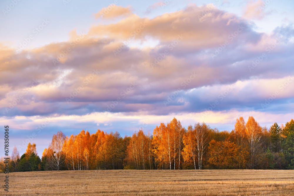 Fall colors birch trees. Empty harvested agriculture field, forest in distance. Clouds on rainy dramatic sky. Autumn wood rural landscape. November sunset.