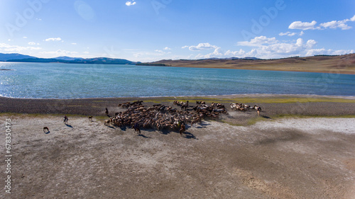 Beautiful horses in Mongolia along a lake sunny day aerial photo