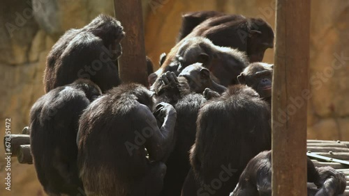 A group of monkeys chimpanzee sitting on top of a wooden bench photo